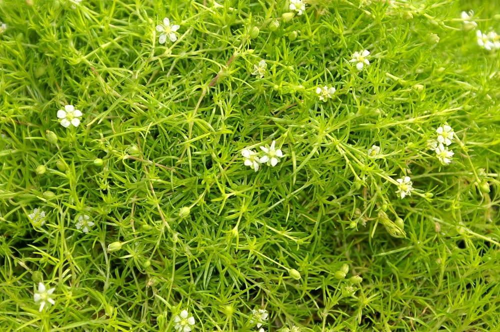 Sagina Subulata Aurea Scotch Moss - View 5 from www redcrocus com