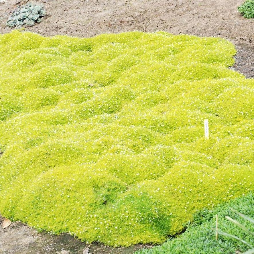 Sagina Subulata Aurea Scotch Moss - View 6 from www redcrocus com