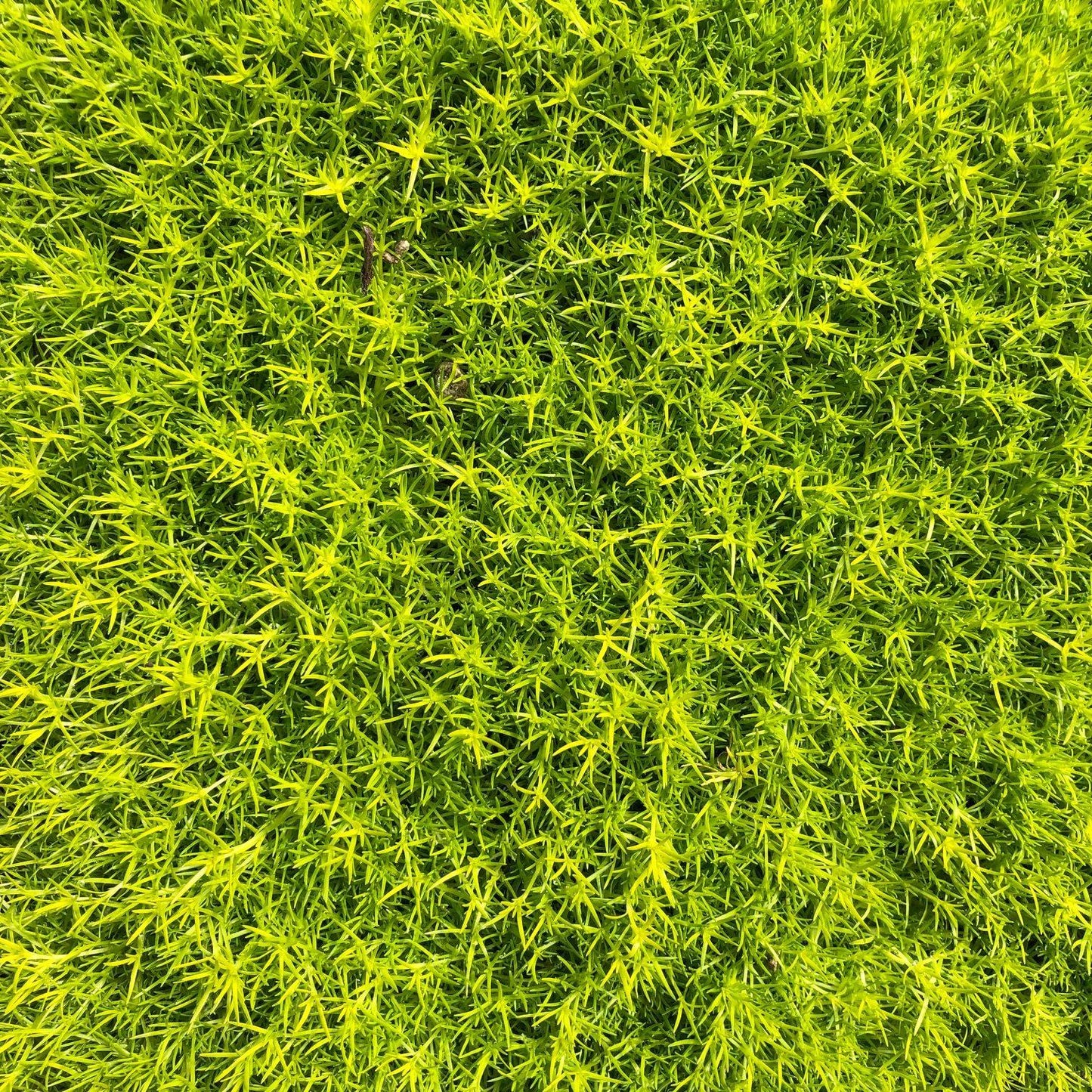 Sagina Subulata Aurea Scotch Moss - View 7 from www redcrocus com