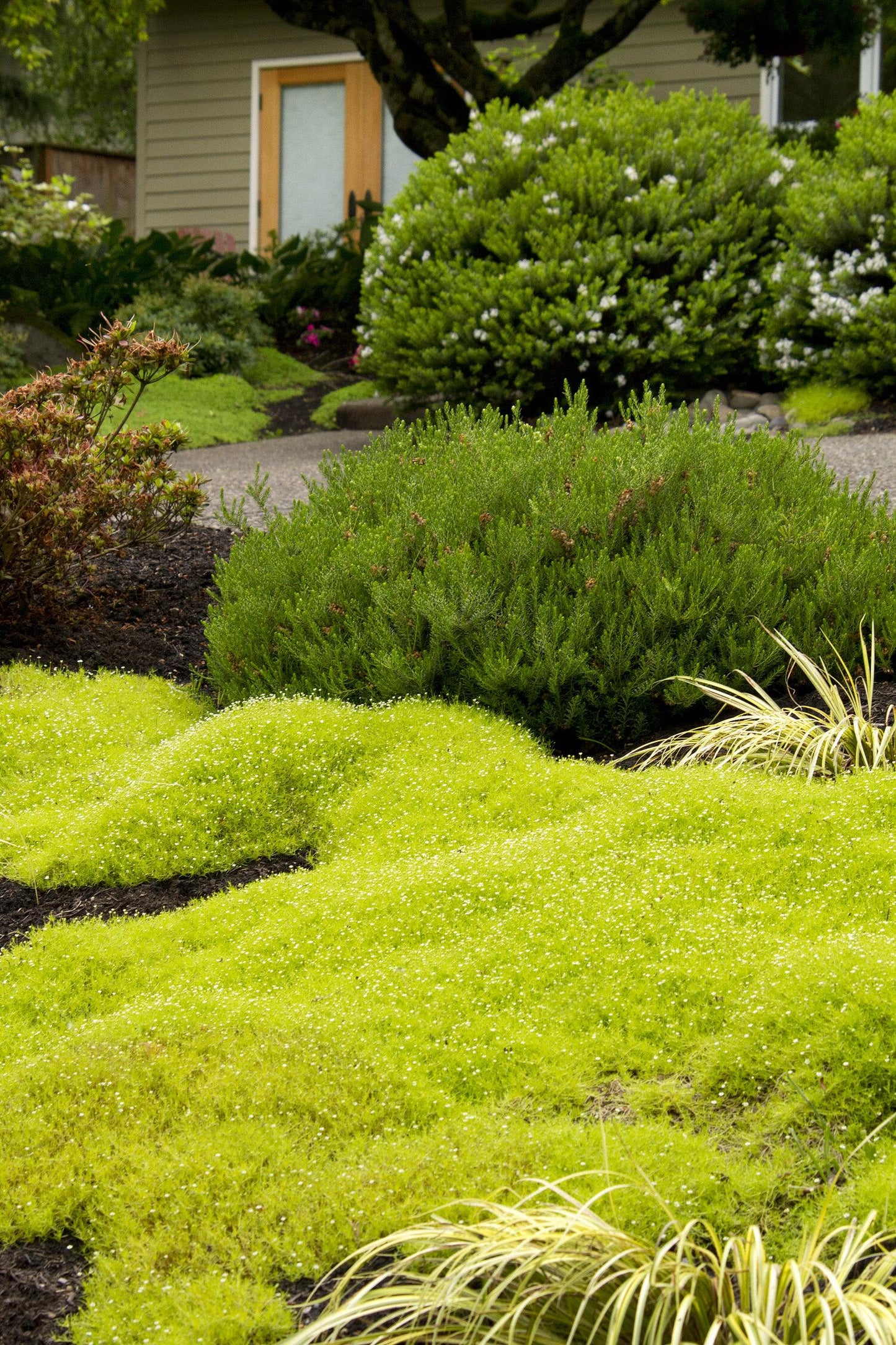 Sagina Subulata Aurea Scotch Moss - View 8 from www redcrocus com