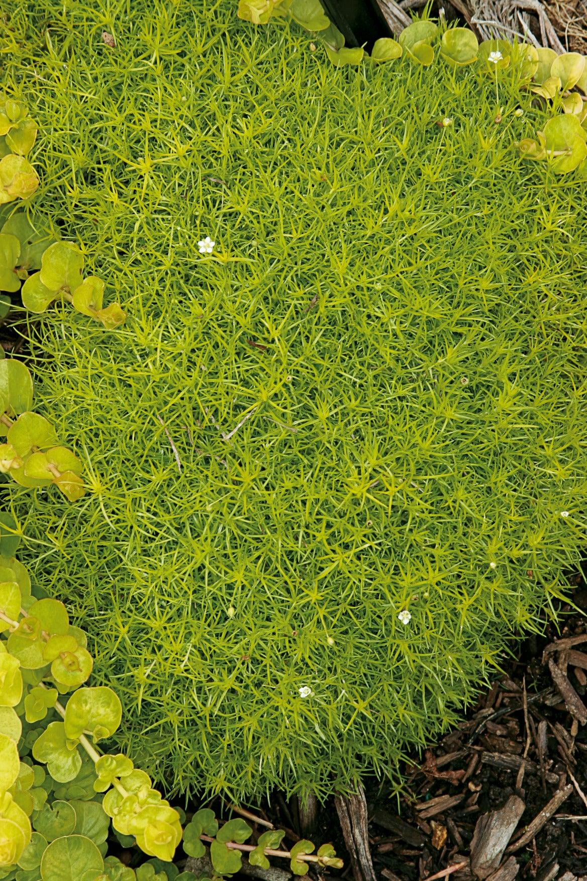 Sagina Subulata Aurea Scotch Moss - View 9 from www redcrocus com