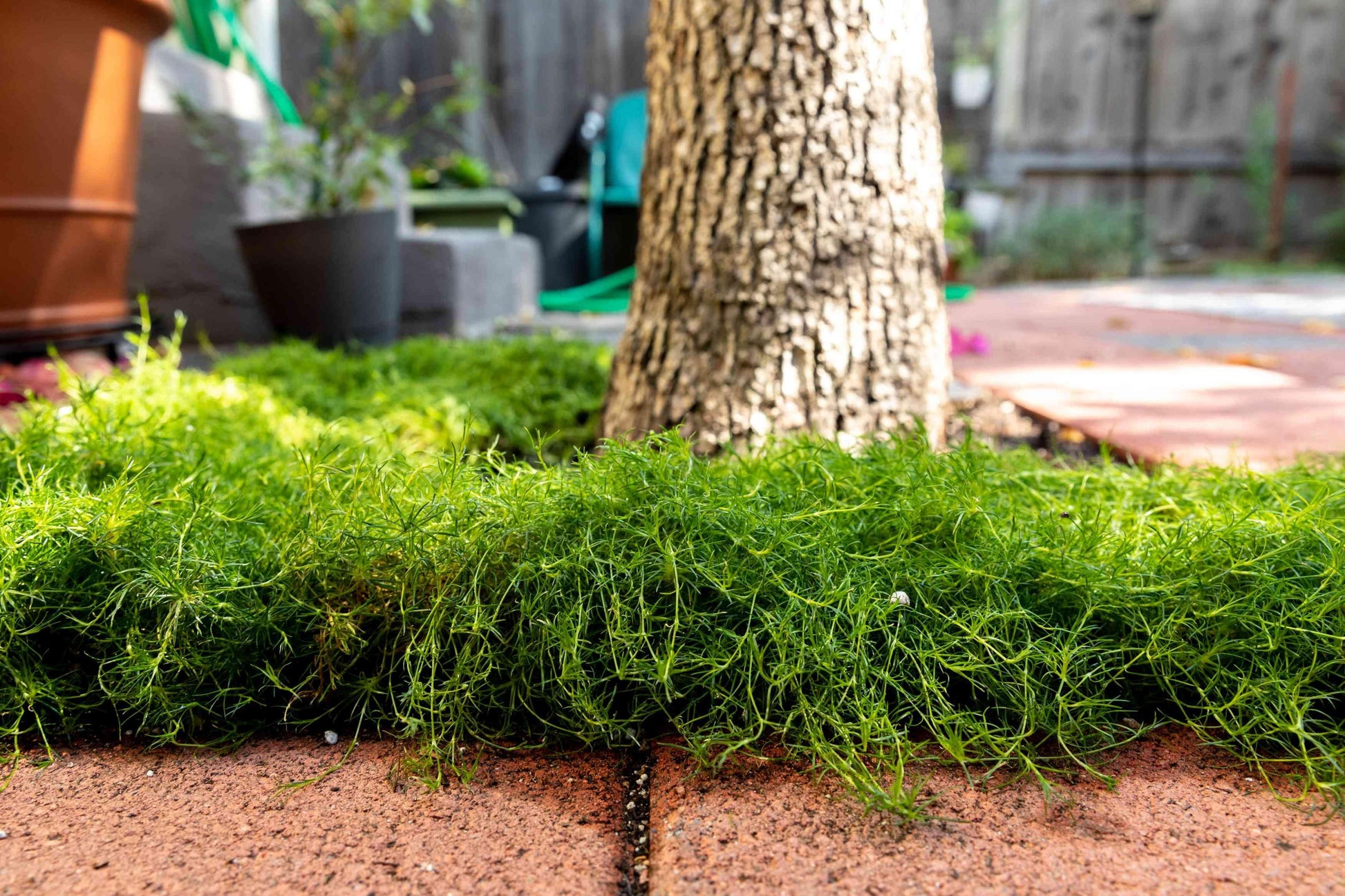 Sagina Subulata Irish Moss - View 11 from www redcrocus com