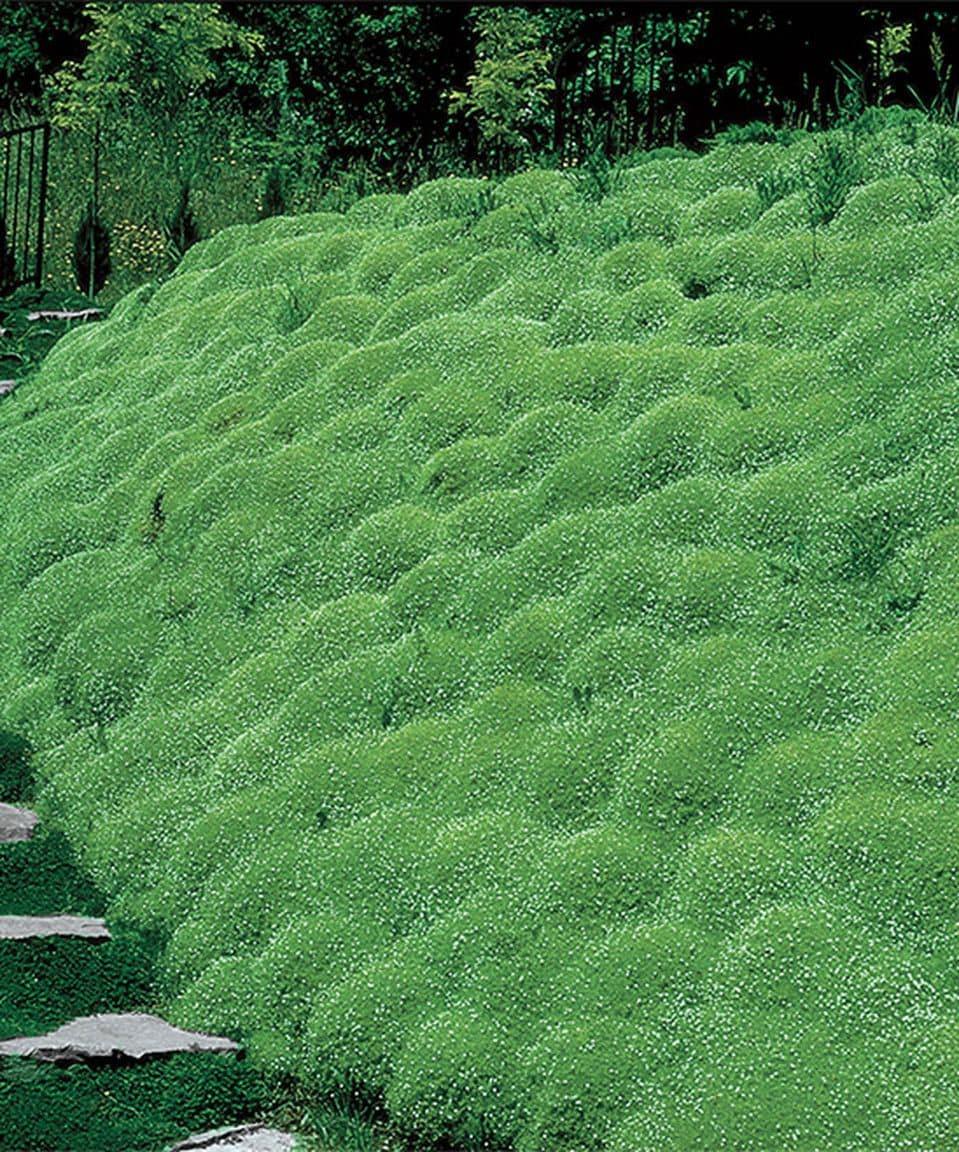 Sagina Subulata Irish Moss - View 16 from www redcrocus com