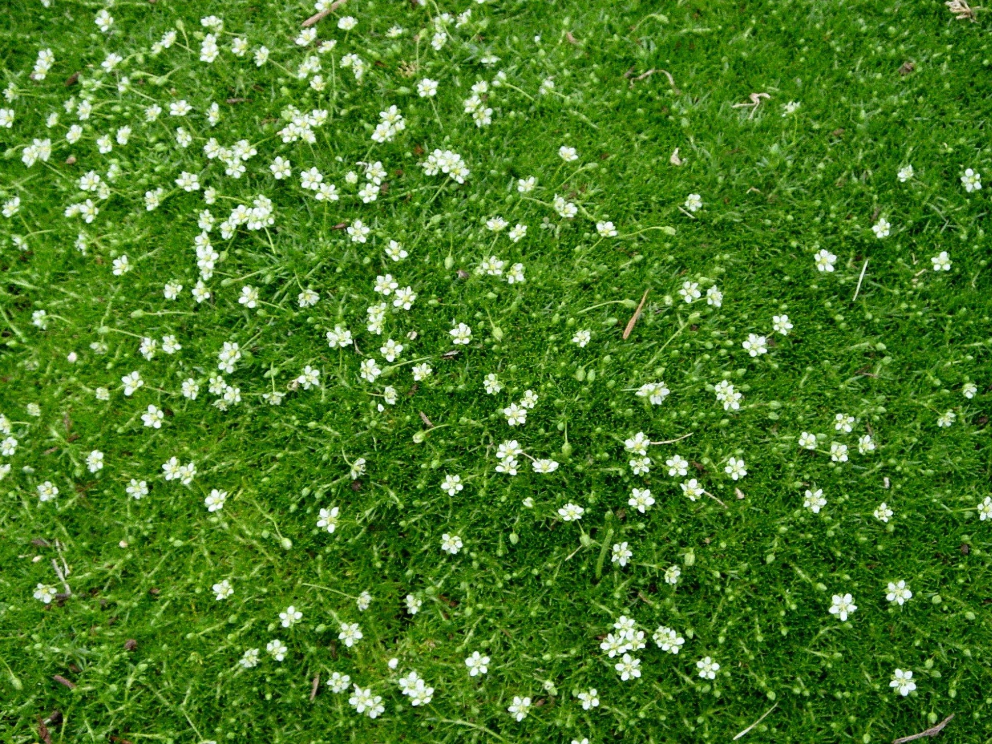Sagina Subulata Irish Moss - View 17 from www redcrocus com