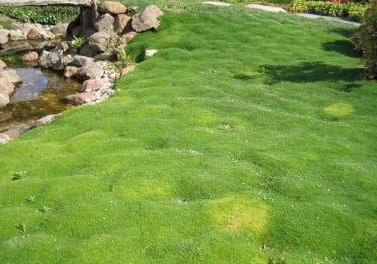 Sagina Subulata Irish Moss - View 1 from www redcrocus com