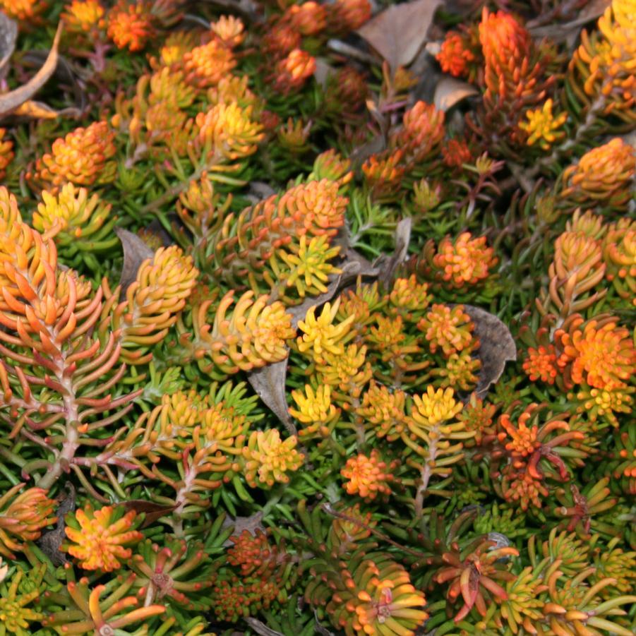 Sedum Rupestre Angelina - View 10 from www redcrocus com