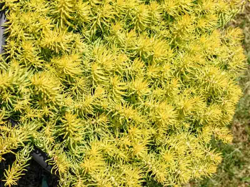 Sedum Rupestre Angelina - View 11 from www redcrocus com