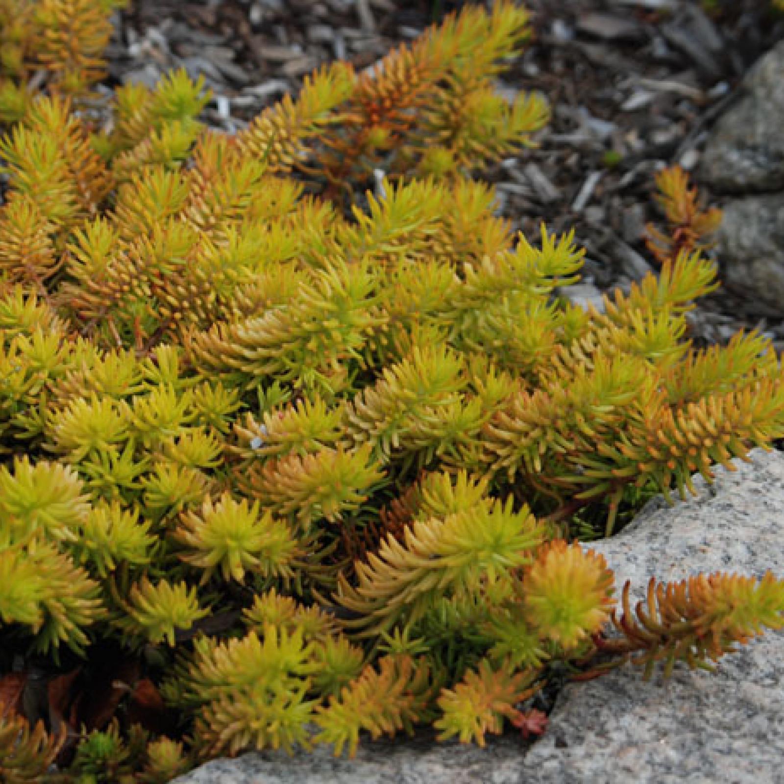 Sedum Rupestre Angelina - View 12 from www redcrocus com