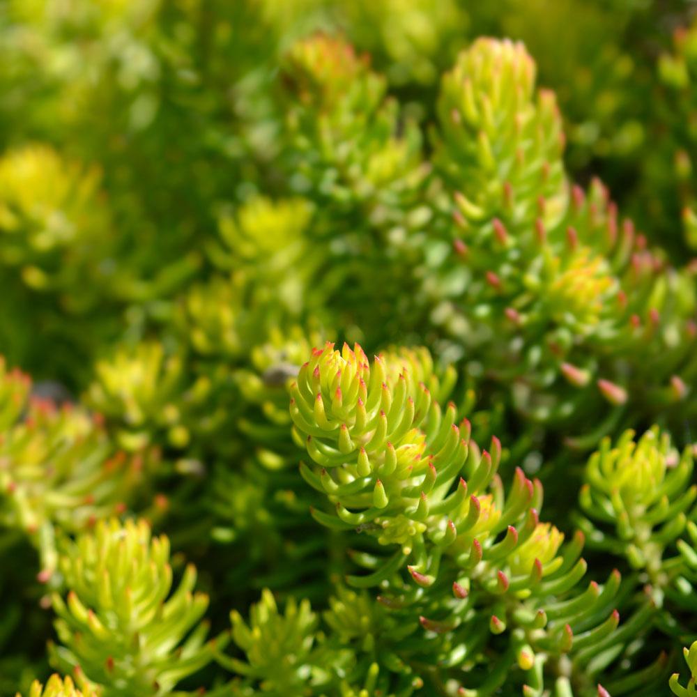 Sedum Rupestre Angelina - View 13 from www redcrocus com