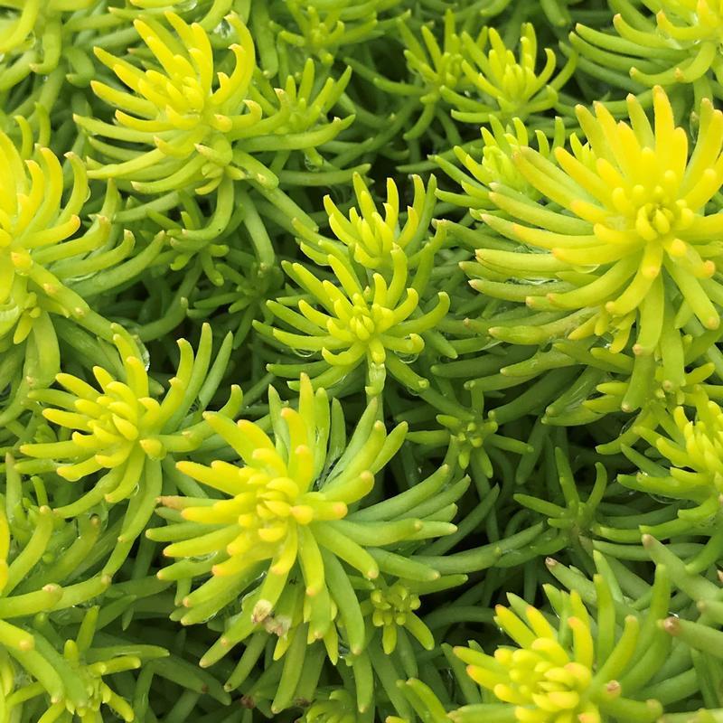 Sedum Rupestre Angelina - View 14 from www redcrocus com