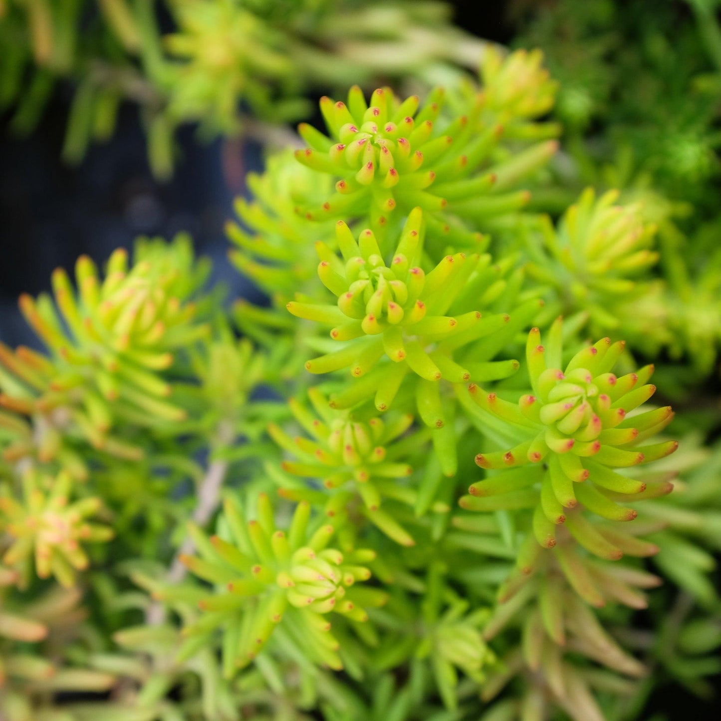 Sedum Rupestre Angelina - View 15 from www redcrocus com