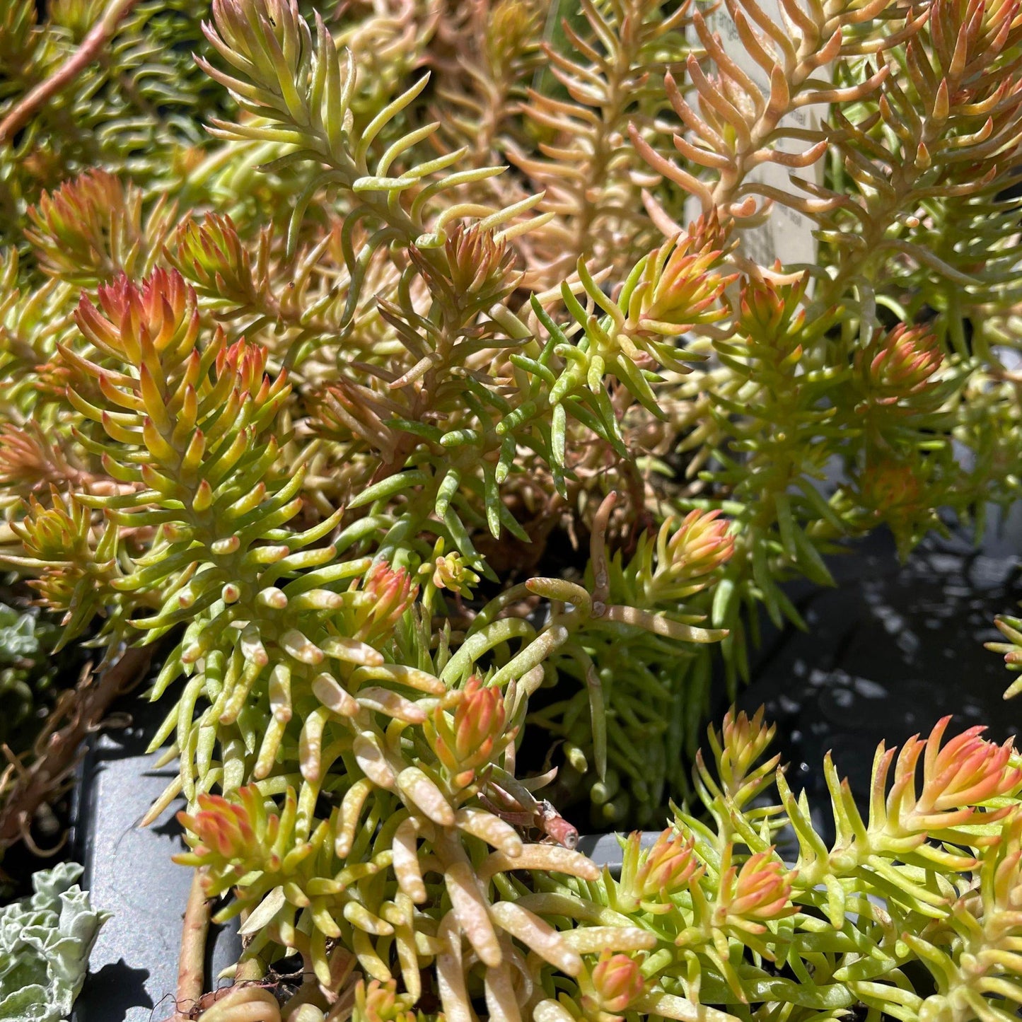Sedum Rupestre Angelina - View 16 from www redcrocus com