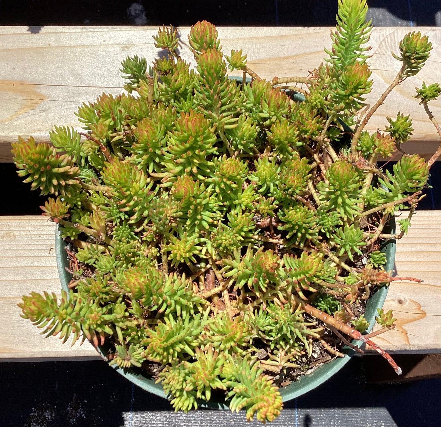 Sedum Rupestre Angelina - View 18 from www redcrocus com