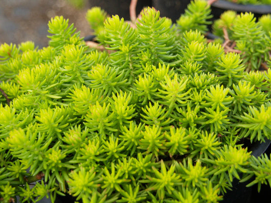 Sedum Rupestre Angelina - View 1 from www redcrocus com