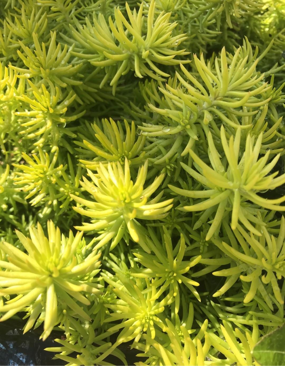 Sedum Rupestre Angelina - View 20 from www redcrocus com