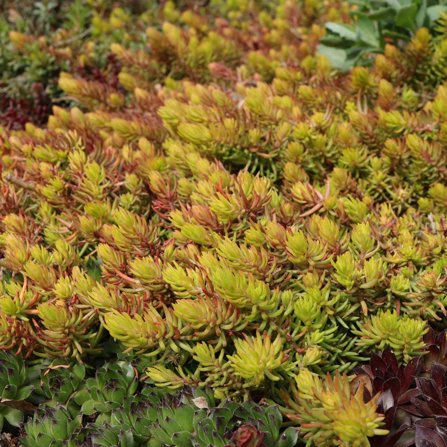 Sedum Rupestre Angelina - View 2 from www redcrocus com