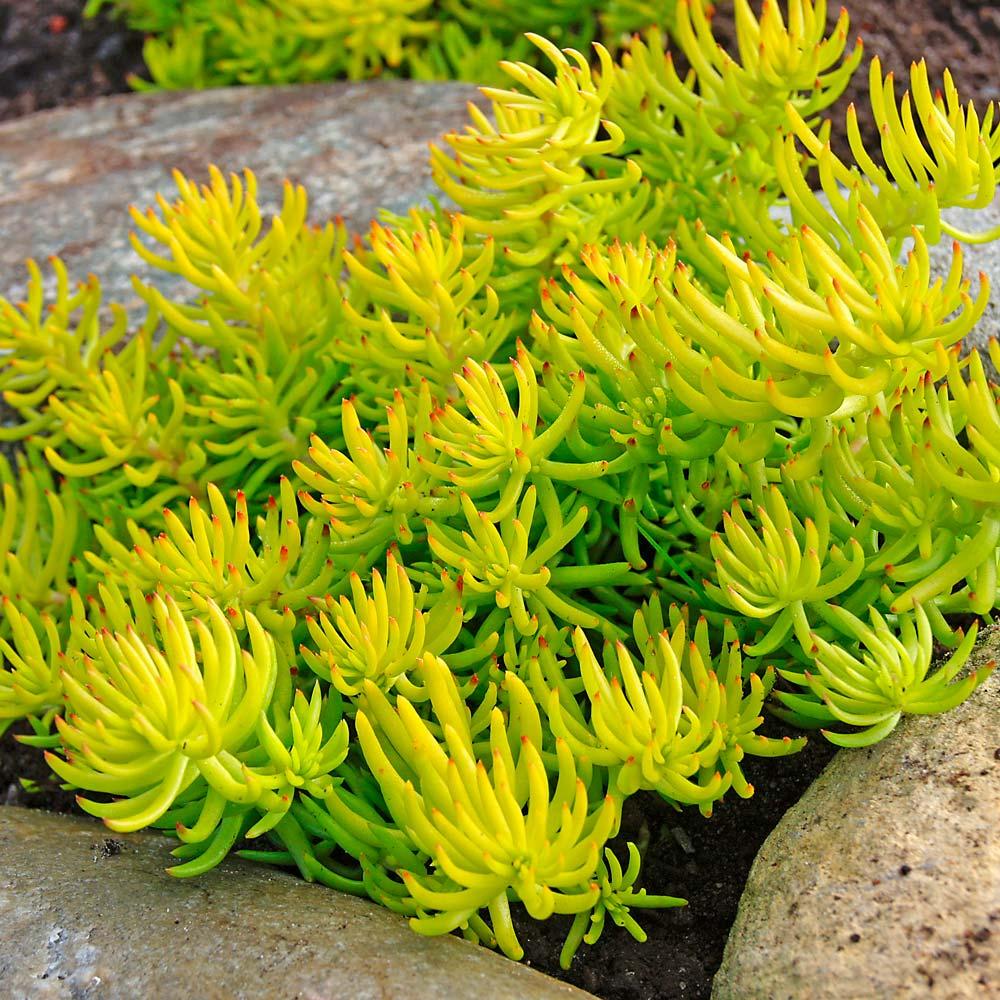 Sedum Rupestre Angelina - View 4 from www redcrocus com