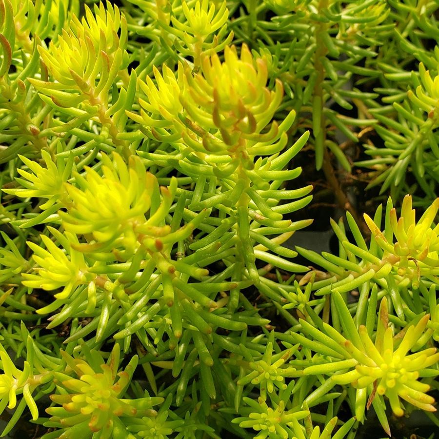 Sedum Rupestre Angelina - View 5 from www redcrocus com