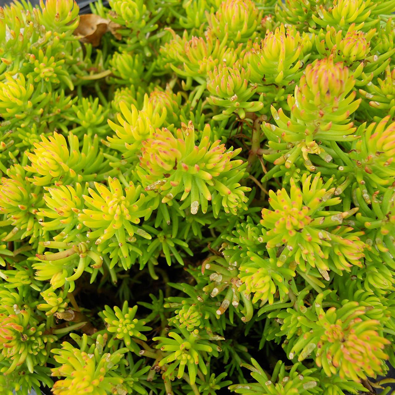 Sedum Rupestre Angelina - View 6 from www redcrocus com