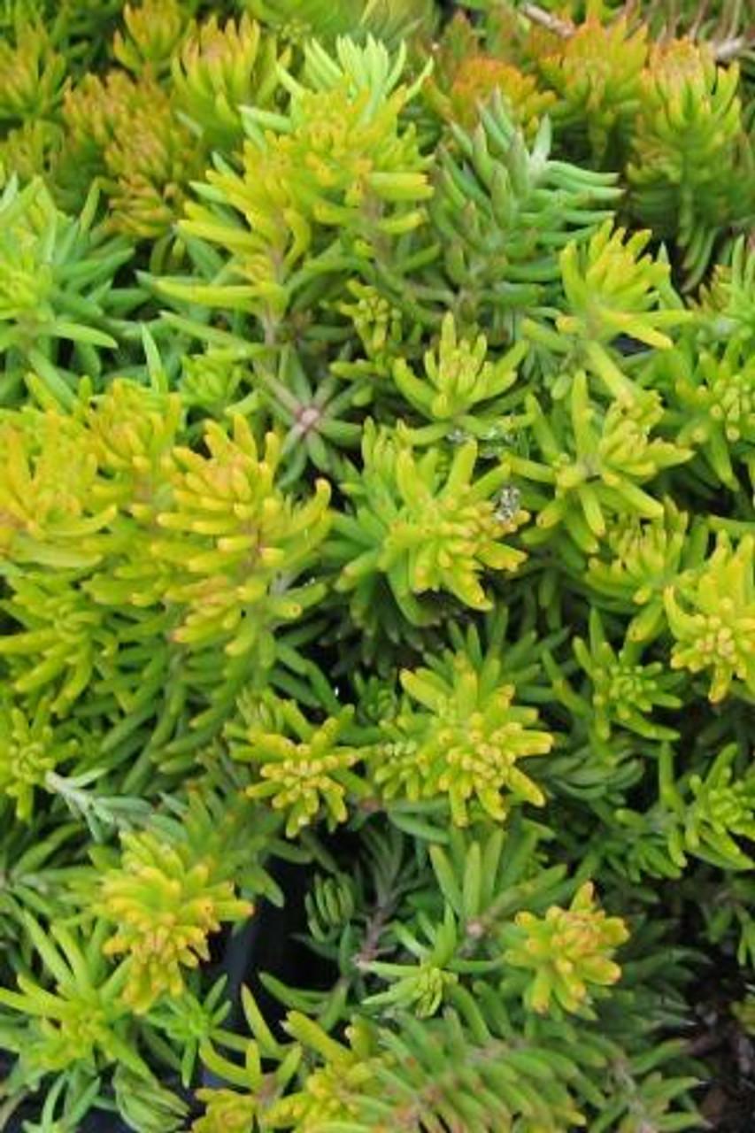 Sedum Rupestre Angelina - View 8 from www redcrocus com