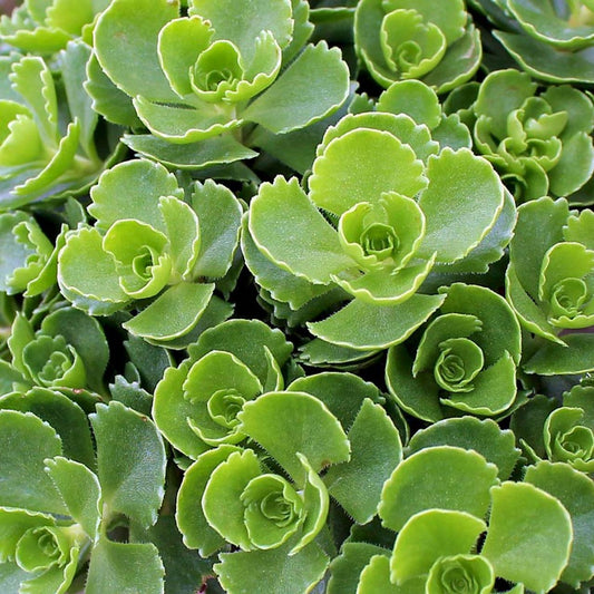 Sedum Spurium John Creech - View 10 from www redcrocus com