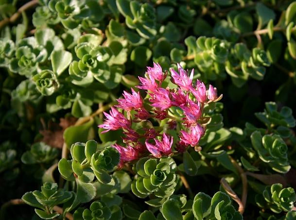 Sedum Spurium John Creech - View 12 from www redcrocus com