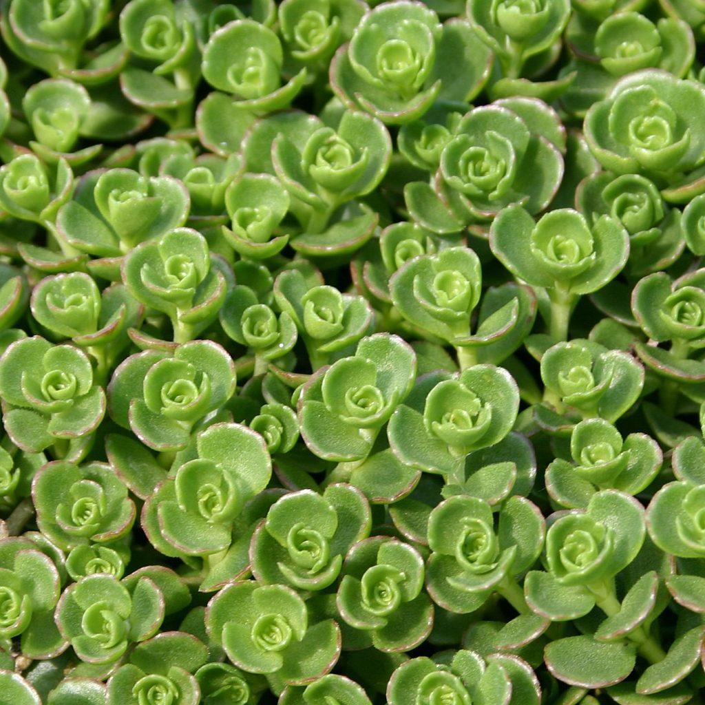 Sedum Spurium John Creech - View 14 from www redcrocus com