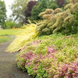 Sedum Spurium John Creech - View 15 from www redcrocus com