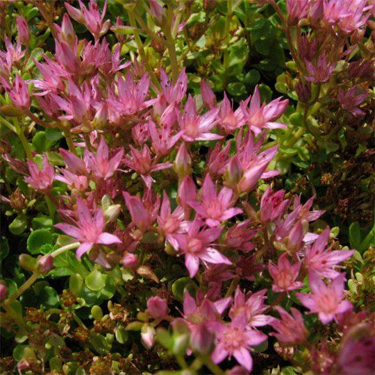 Sedum Spurium John Creech - View 16 from www redcrocus com