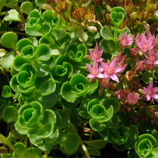 Sedum Spurium John Creech - View 17 from www redcrocus com