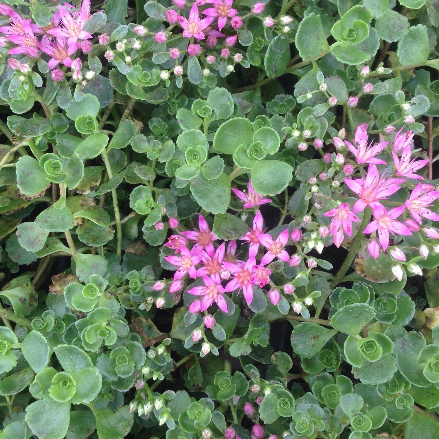 Sedum Spurium John Creech - View 18 from www redcrocus com