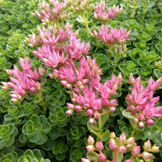 Sedum Spurium John Creech - View 1 from www redcrocus com