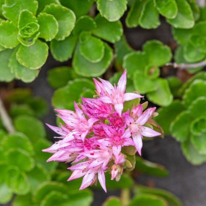 Sedum Spurium John Creech - View 20 from www redcrocus com
