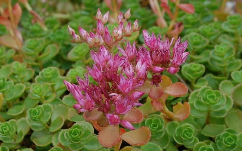 Sedum Spurium John Creech - View 2 from www redcrocus com