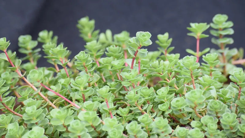 Sedum Spurium John Creech - View 3 from www redcrocus com