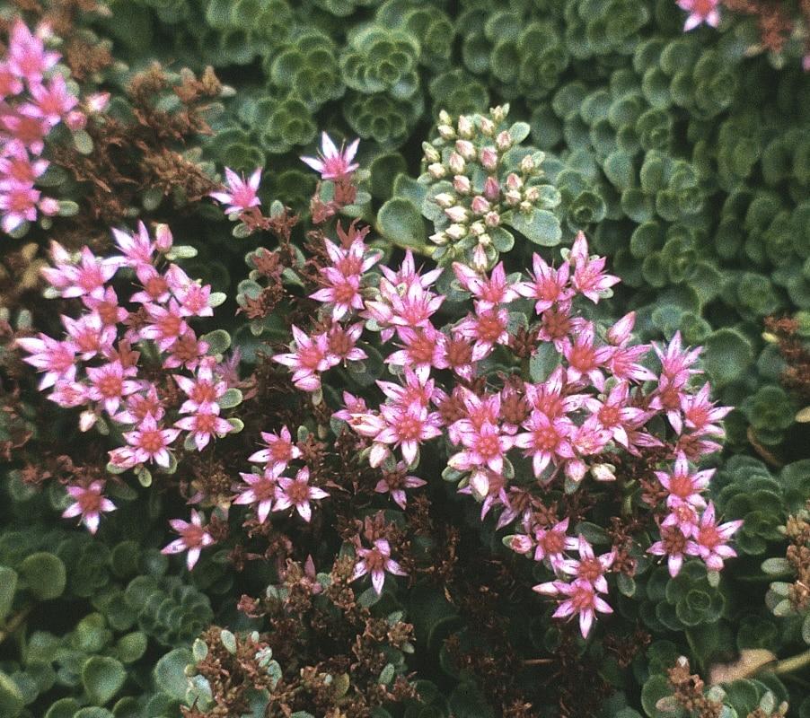 Sedum Spurium John Creech - View 4 from www redcrocus com
