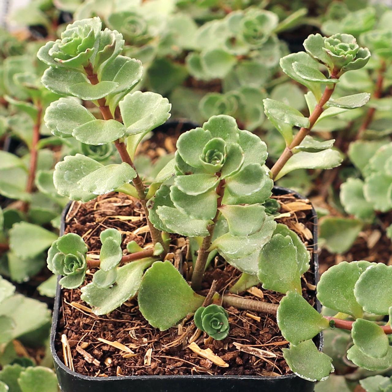 Sedum Spurium John Creech - View 5 from www redcrocus com