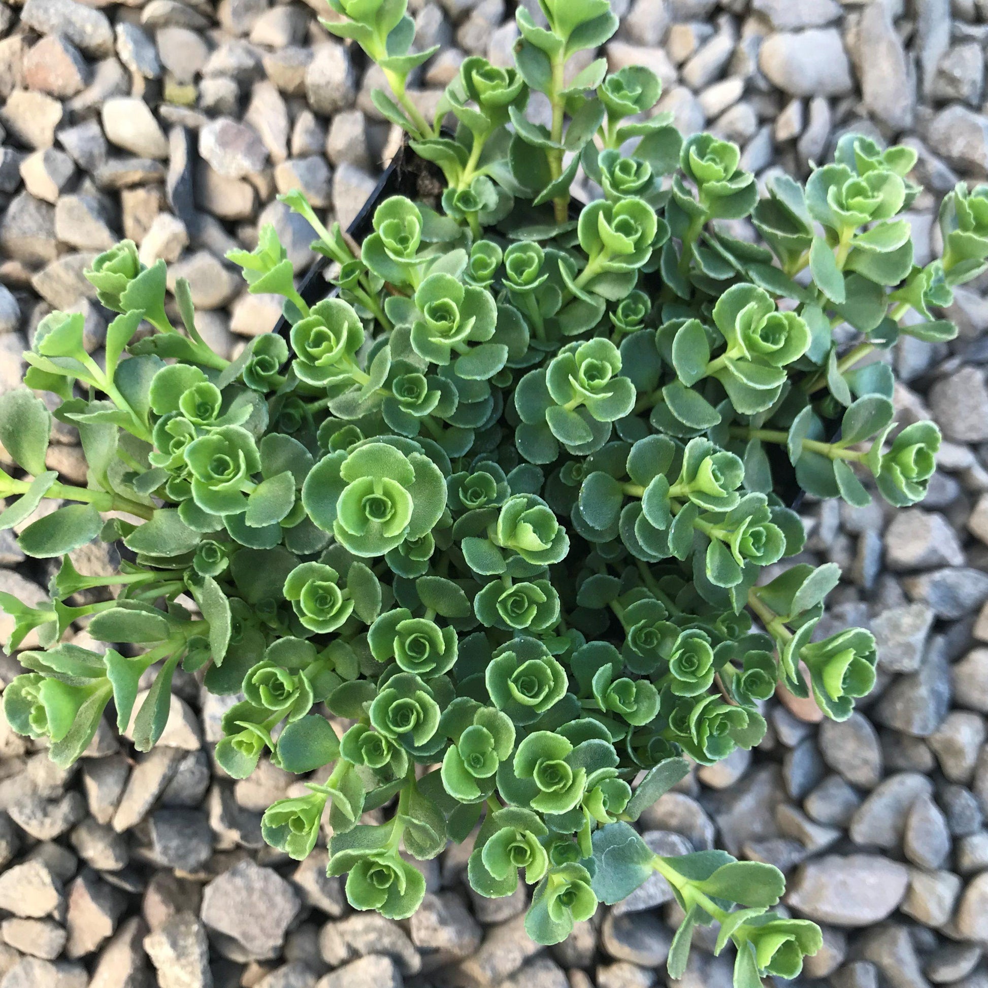 Sedum Spurium John Creech - View 6 from www redcrocus com