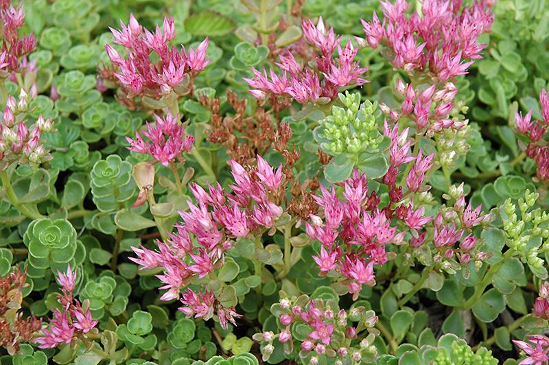 Sedum Spurium John Creech - View 9 from www redcrocus com