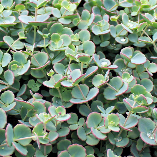 Sedum Sieboldii - View 10 from www redcrocus com