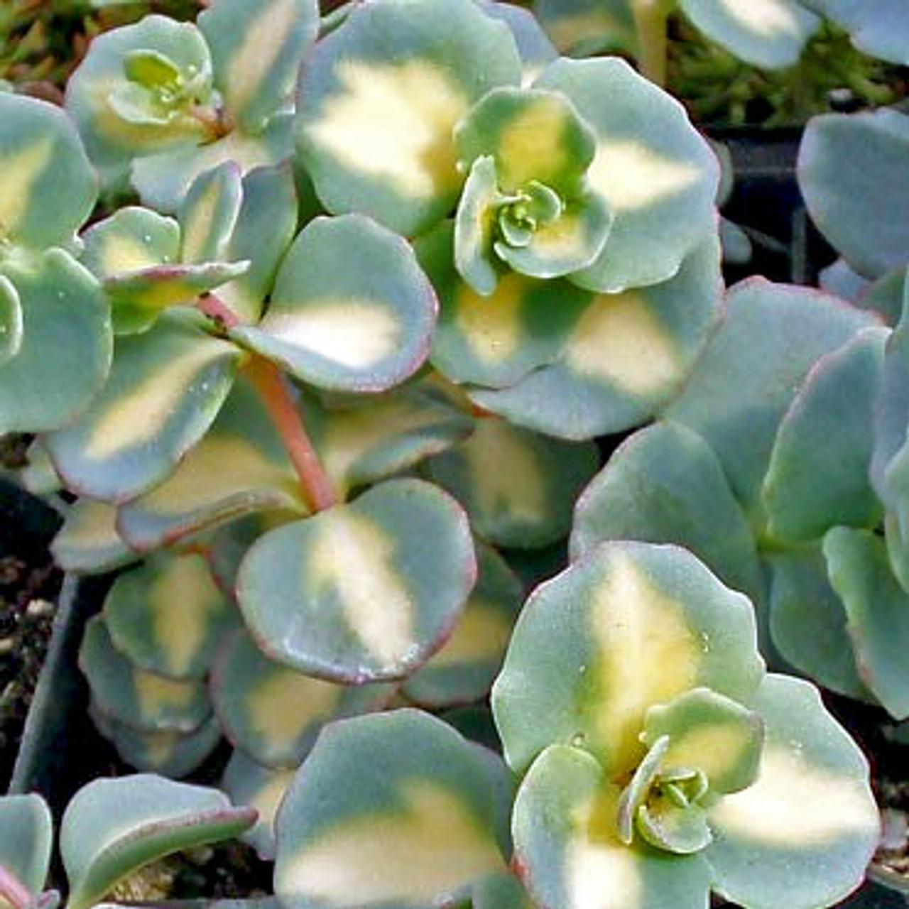 Sedum Sieboldii - View 12 from www redcrocus com