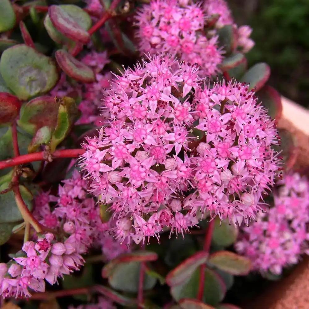 Sedum Sieboldii - View 15 from www redcrocus com
