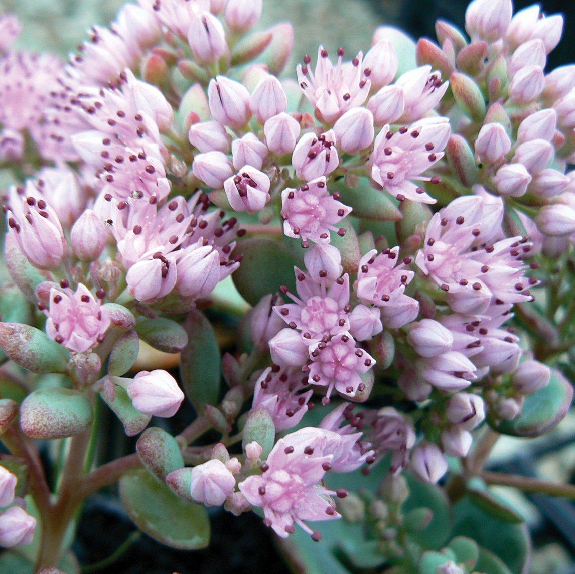 Sedum Sieboldii - View 17 from www redcrocus com