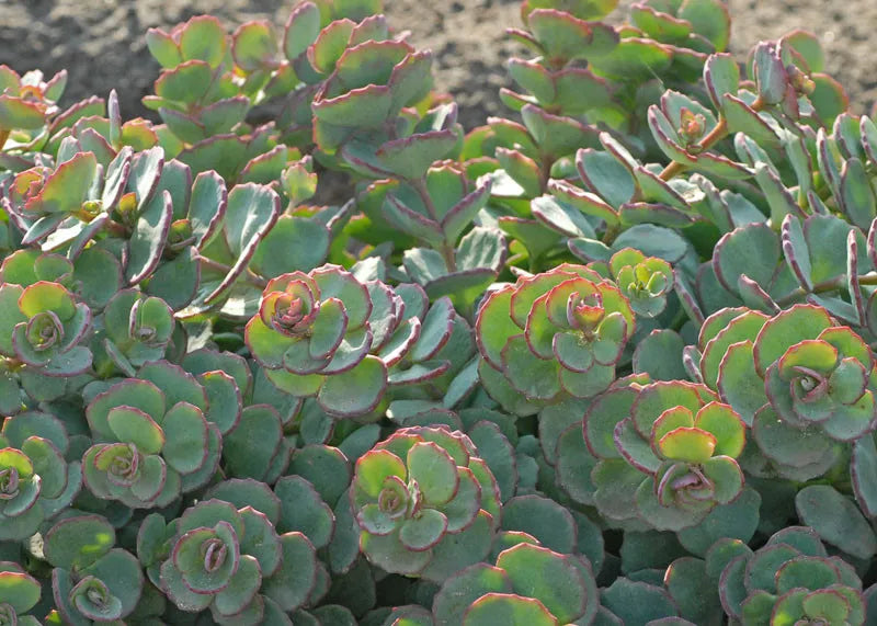 Sedum Sieboldii - View 18 from www redcrocus com