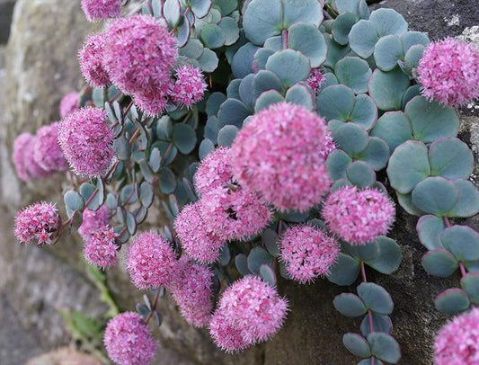 Sedum Sieboldii - View 1 from www redcrocus com