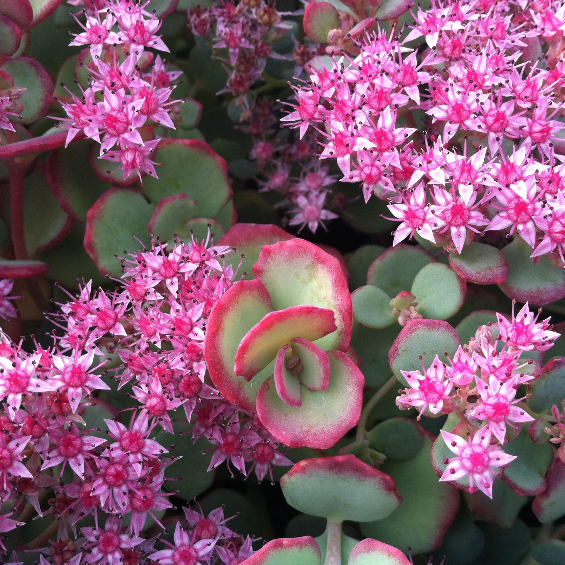 Sedum Sieboldii - View 2 from www redcrocus com