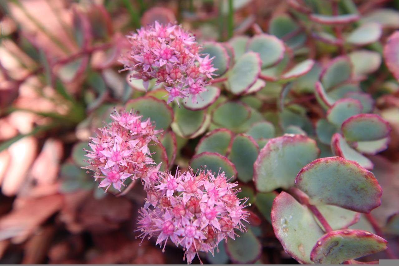 Sedum Sieboldii - View 5 from www redcrocus com