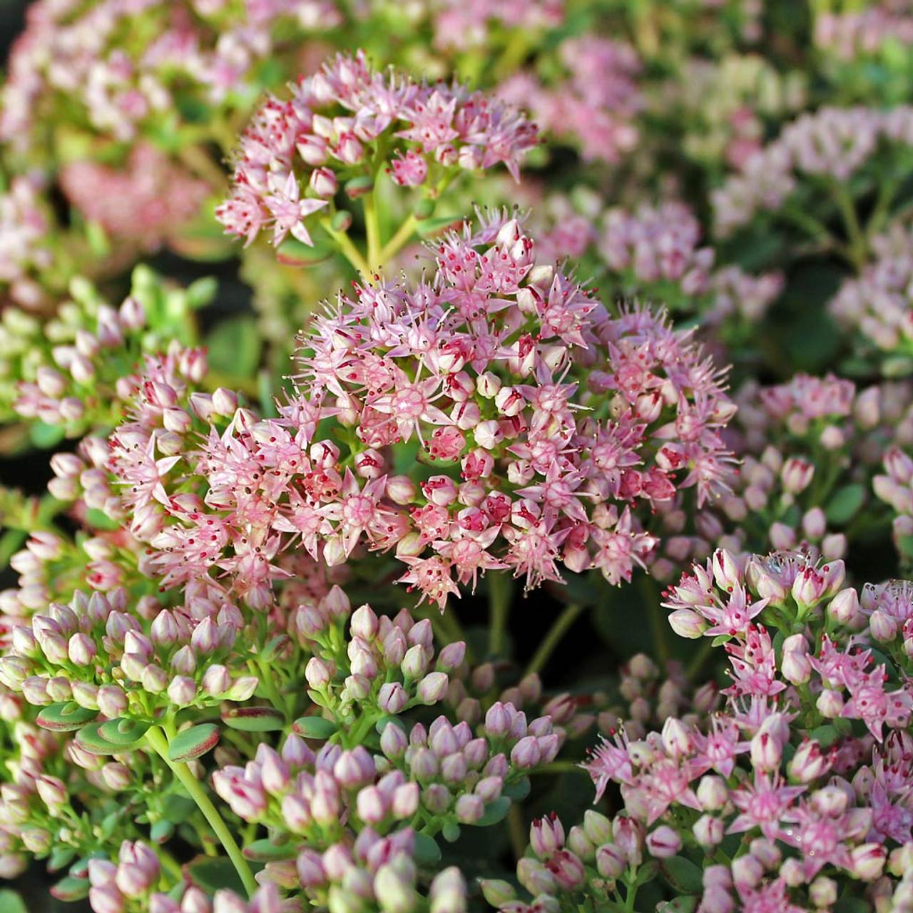 Sedum Sieboldii - View 6 from www redcrocus com