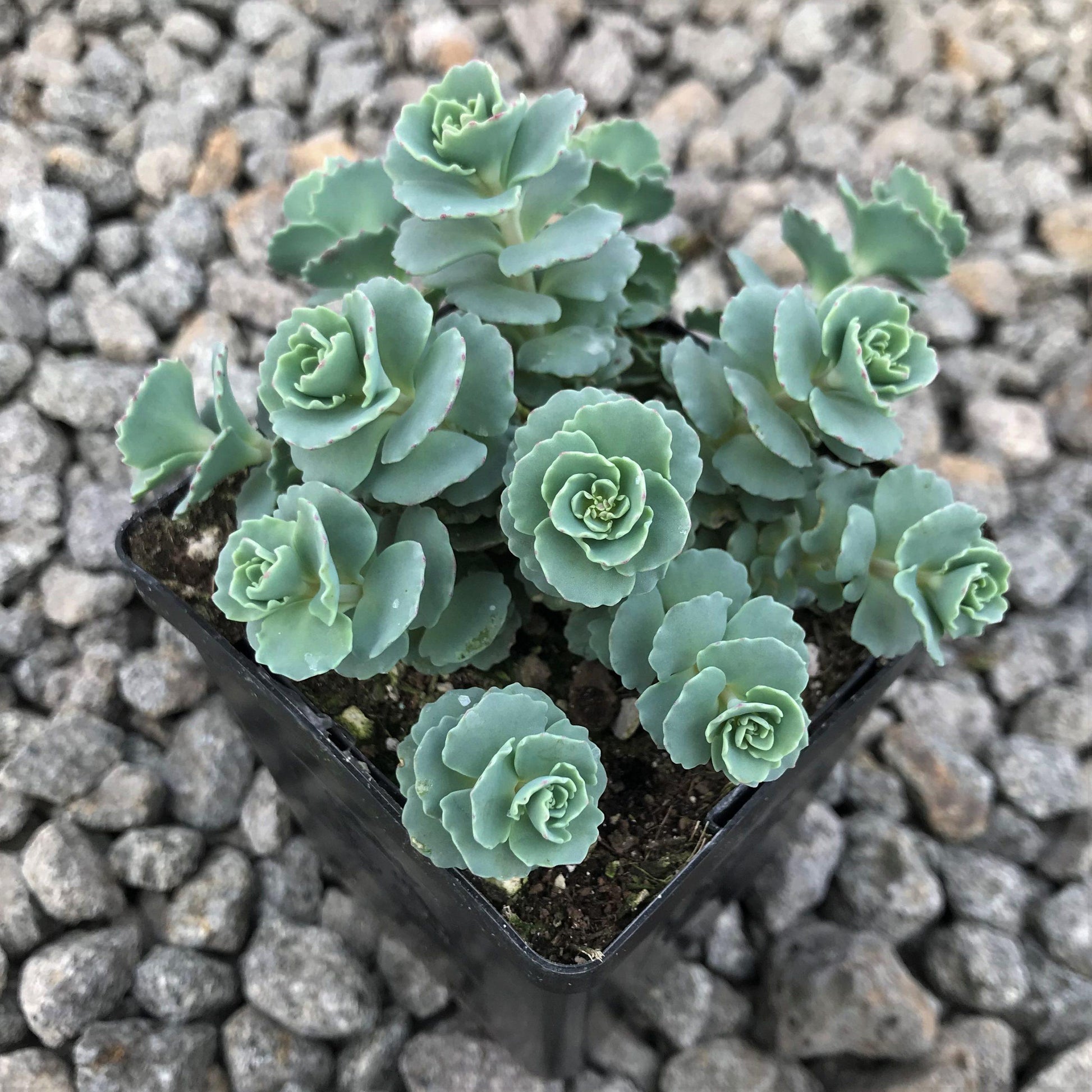 Sedum Sieboldii - View 7 from www redcrocus com