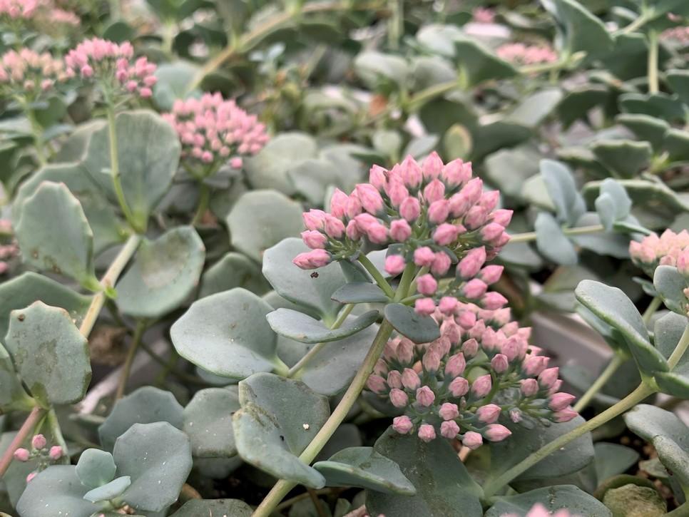Sedum Sieboldii - View 8 from www redcrocus com